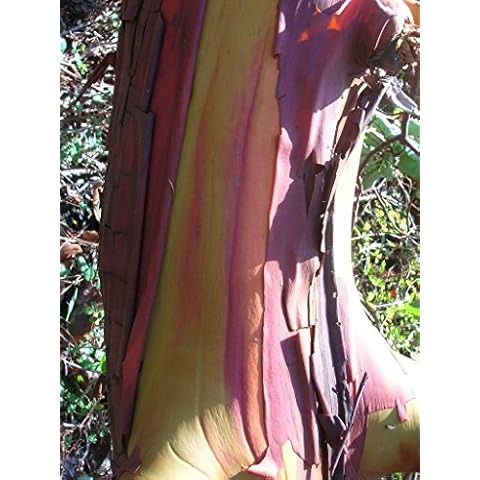 10 PACIFIC MADRONE TREE Bearberry Red Arbutus Menziesii Oregon Laurel Seeds Cover
