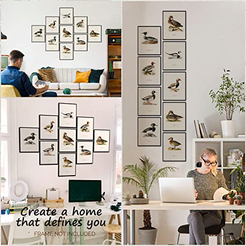 97 Decor Mallard Duck Decor - Duck Decorations For Home, Mallard Duck Pictures Wall Decor, Vintage Waterfowl Print Bird Hunting Painting, Duck Breed Knowledge Poster Nursery Art Decor (8X10 Unframed) #TOP2