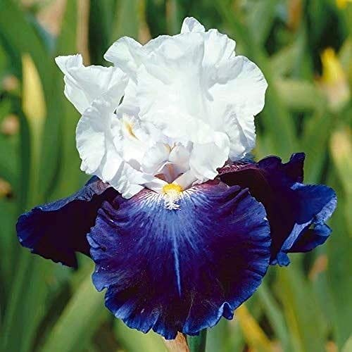 Radha Krishna Agriculture™ Imported Iris flower bulbs, Spanish iris, small bulbous-rooted iris mix colour for Home Gardening Flowering Bulbs (Pack Of 5) (B0989VMJBQ) Amazon Price History, Amazon Price Tracker
