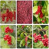 Schisandra balcón invernadero semillas orgánicas de bonsái de jardín semillas cama elevada para balcón 250pcs