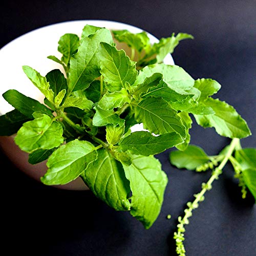 Gaea's Blessing Seeds - Holy Basil Seeds - Heirloom Seeds with Easy to Follow Planting Instructions - Sacred Tulsi Open-Pollinated High Yield Non-GMO 90% Germination Rate - Image 2