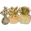 Primitives by kathy succulents chunky sitter set set of 3  urban country home decor