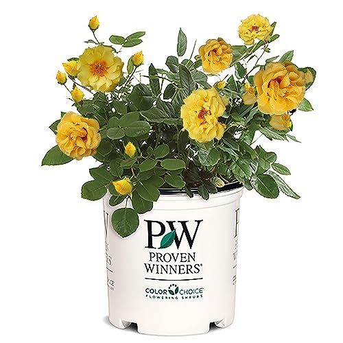 Proven Winners 2 Gal. Rise Up Ringo Climbing Rose Shrub