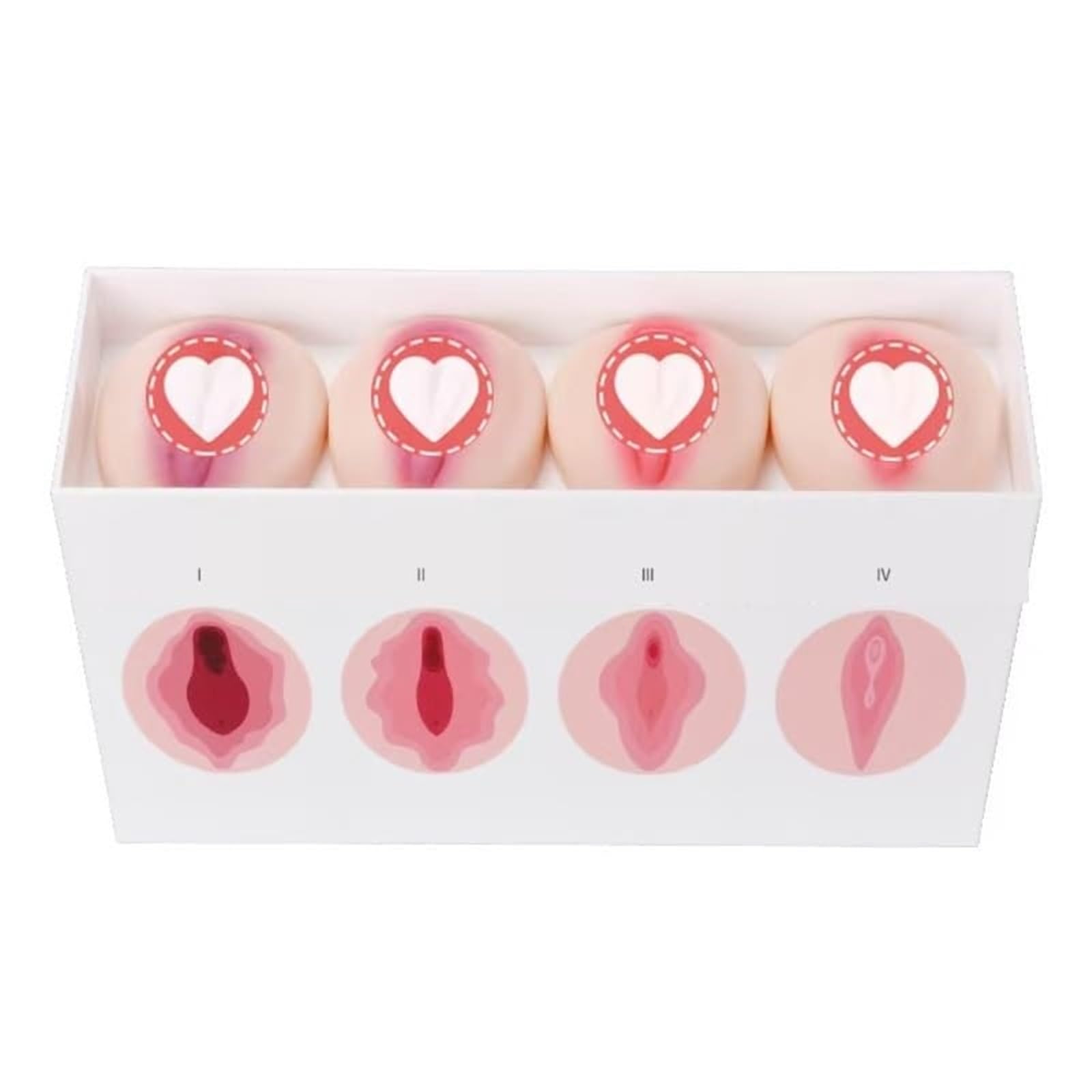 Klasy 1-4 Silikonowy model anatomii ginekologicznej naturalnej wielkości,