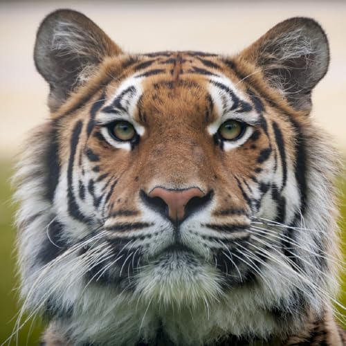 Diamond Dawgs record second SEC road sweep of the season