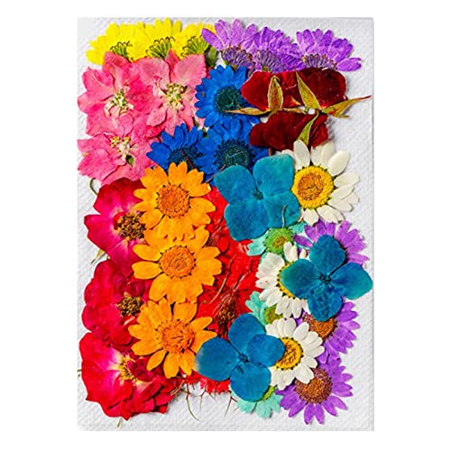 Flores secas surtidas para decoración DIY, 36 piezas miniatura 5