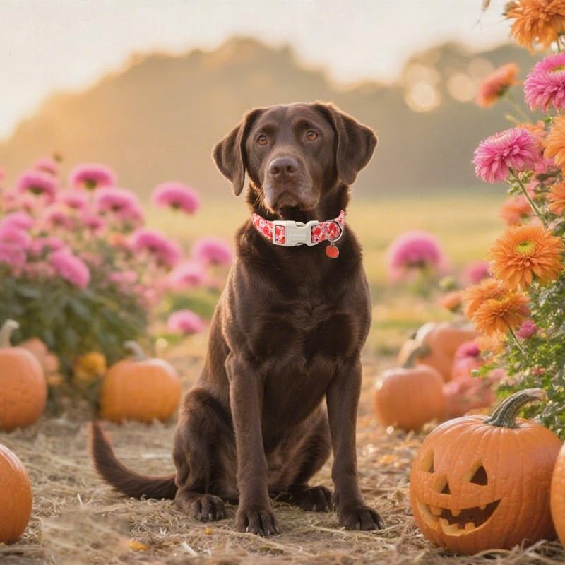 Lionet Paws Halloween Dog Collar- Cute Flower Pumpkin Peach Dog Collars with Plastic Buckle and Pumpkin Pendant,Light Adjustable Heliopsis Dog Collars for Small Medium Dogs - Image 2