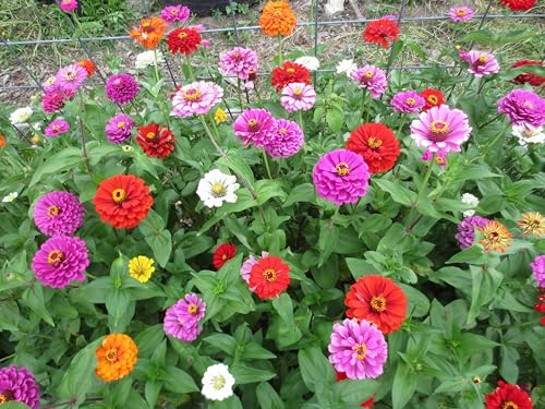Image of Zinnia Flower Seeds - Easy-to-Grow, Colorful Annual Blooms for Garden, Containers & Cutting Flowers (Pack Of 100+ Seed)