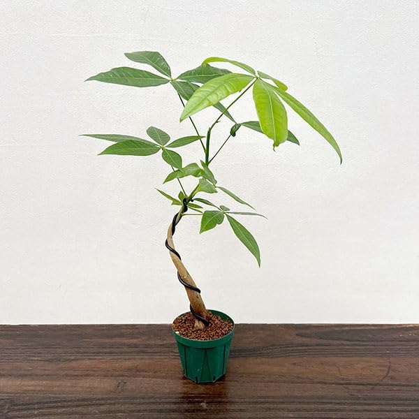パキラ：グラブラ(実生・曲がり仕立て) 3号鉢植え[1955年から3代続く盆栽園「明松園」の観葉植物][indoor bonsai]