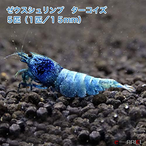Amazon | アリエル（Ariel）ゼウスシュリンプ ターコイズ 5匹（1匹 