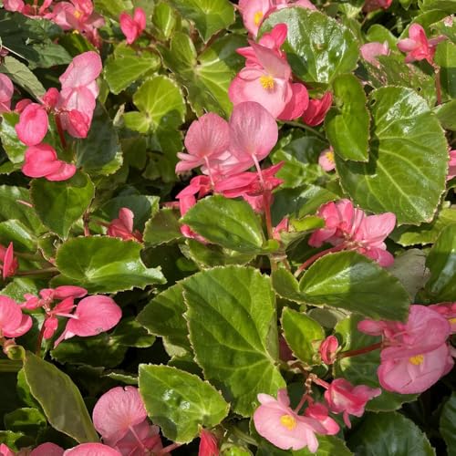 begoniensamen, stauden winterhart, balkon mehrjährig 550pcs