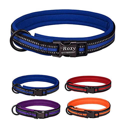 10 Best Agility Dog Collars July 2023