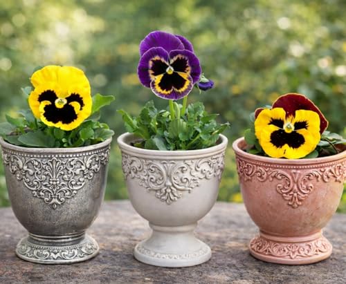 Image of Pansy Flower Seeds 50 Plus Mixed Color for Planting Winter Seasonal Flower Seeds for Home Garden Balcony Terrace Easy Grow Decorative Blooming Plants for Indoor Outdoor Gardening (Pansy)