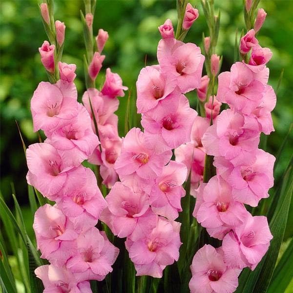 See full amazon price history chart for Plantogallery Gladulas Flower Bulbs For All Season - Pack Of 2 Bulbs (Pink) Plantogallery Gladulas Flower Bulbs For All Season - Pack Of 2 Bulbs (Pink) (B0CG33PRYX) Amazon Price History, Amazon Price Tracker
