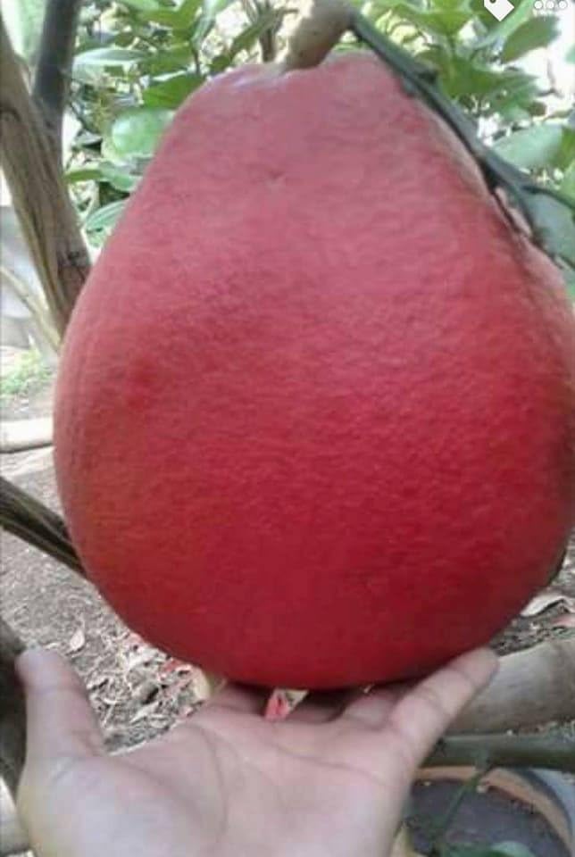 GOLDEN BLOOM Grafted Thai Original Live Grafted Red Pomelo Fruits Plant 1-2 Ft Height, Chakotra/Pomelo/Citrus maxima Grafted Fruit Live Plant (Under 1-2 Years Gets Fruits) (B0CT3PZK26) Amazon Price History, Amazon Price Tracker