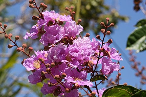 Creative Farmer Forest Seeds : Avenue Plant Crepe Myrtle - Flowering Tree Seeds Home Garden Pack
