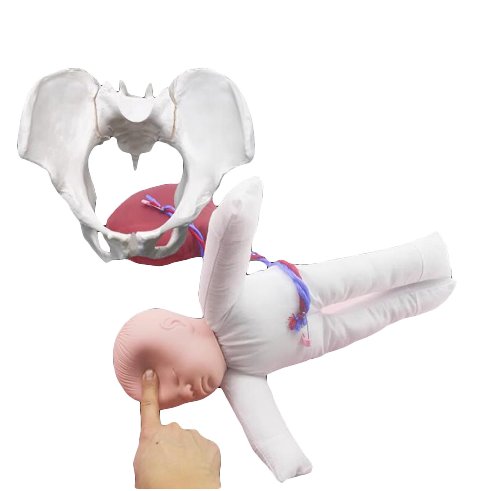 Model Anatomiczny Urodzeniowy Miednicy - Działający Model Miednicy Z Dzieckiem - Model Anatomiczny Kobiety, Model Kości Biodrowej Model Miednicy Żeński Model Anatomiczny