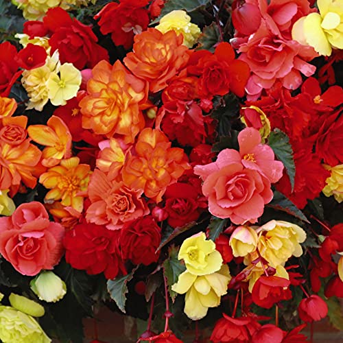 Begonia Illumination Mix Pre-Planted Hanging Basket 35cm Garden Plant Half-Hardy Perennial Flowering Garden Plants Easy to Grow Your Own 1x Pre-Planted by Thompson and Morgan
