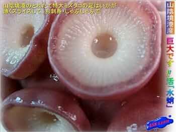 サーモン半身 タコ足2k み MINORU TANAKA BLOG » タコ足