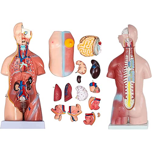 JUCHENG Menschliches Torso-Körper-Anatomie-Modell Mit 23 Abnehmbaren Teilen - Herz-Viszeral-Gehirn-Skelett Medizinische Schule Krankenpflege-Bildungslieferant 45cm Cover