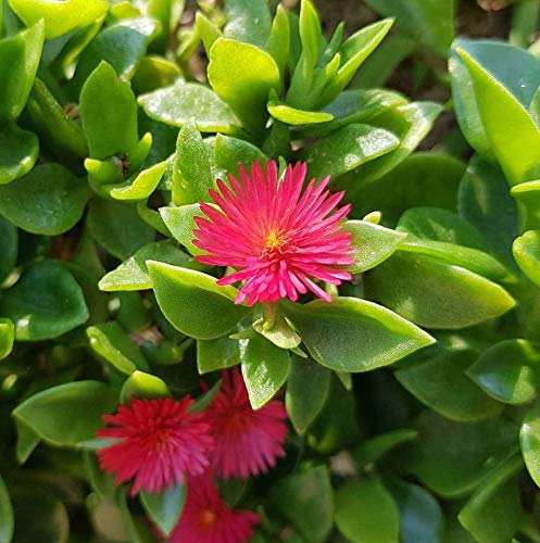 See full amazon price history chart for Perky Petal Baby Sun Rose Flowering Live Plant Perky Petal Baby Sun Rose Flowering Live Plant (B08YWNHFWZ) Amazon Price History, Amazon Price Tracker
