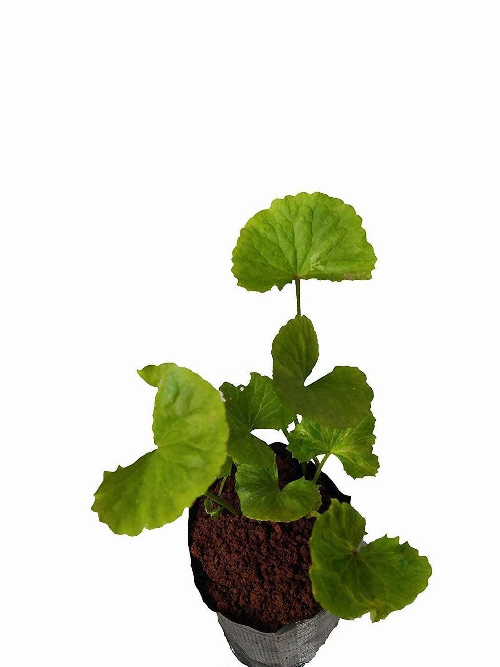See full amazon price history chart for OhhSome Kudavan, Kodangal And Muthil,Indian Penny Wart (Vallarai Keerai) Herbal Plant Live (Healthy Plant) OhhSome Kudavan, Kodangal And Muthil,Indian Penny Wart (Vallarai Keerai) Herbal Plant Live (Healthy Plant) (B09QT4764B) Amazon Price History, Amazon Price Tracker