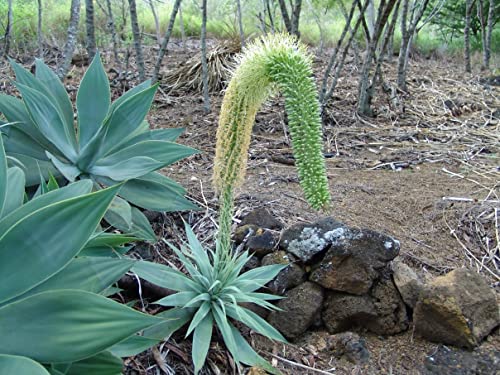 Seltene Agave attenuata Spineless Agaven Sukkulente Samen Aloe Gardens 15 Samen