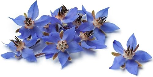 KVITER 75 semillas de borraja, semillas vivas de plantas orgánicas, una hierba y flor comestible para tu jardín y hogar