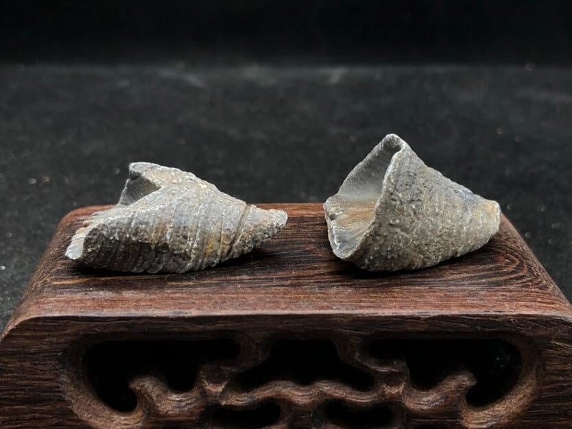 Rare Exquisite Morocco Coral Fossils from the Ice Age