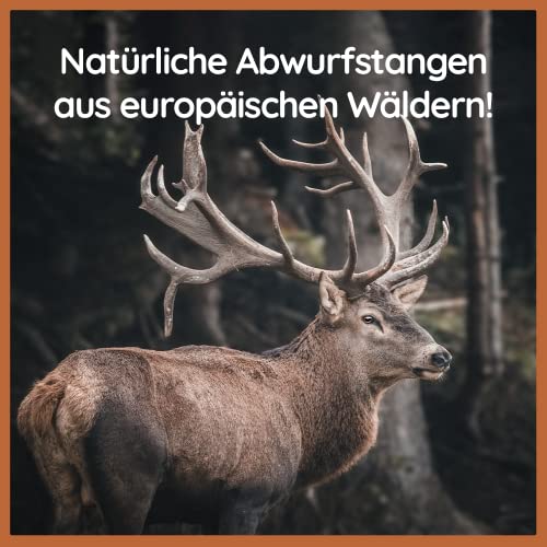 Wildfang® Damhirsch-Geweih – Geweihe für Hunde, Kauspielzeug und Kauartikel aus Hirschgeweih – Größe M für Hunde von 10–25 kg, 1er Pack