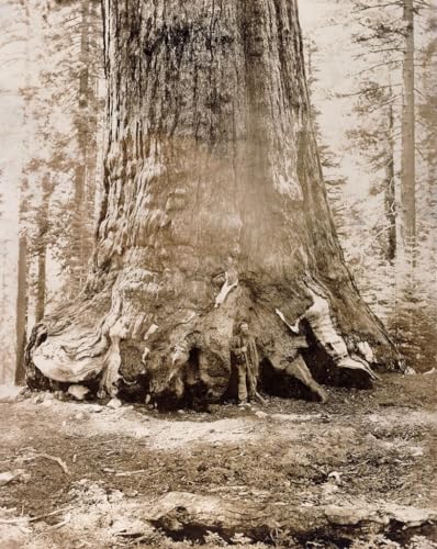 Toile imprimée grand format Carleton Watkins pour habiller un mur de salon vide 60x90 cm