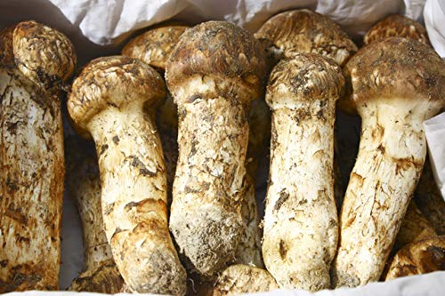 Amazon.co.jp: 松茸 国産松茸 コロ（小型 蕾・中開き）約100g 会津産