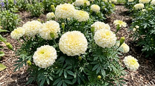 Image of Low Maintenance Hybrid Flower Seeds Combo Pack- All Year Flower Seeds Supply (MARIGOLD 2 VARIETIES)