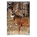 Birchwood Casey Pregame 16.5Ë x 24Ë Whitetail Deer Target - 3 Targets