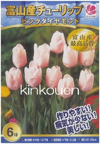 Amazon A 3 富山の清流チューリップａ ピンクダイヤモンド6球 球根