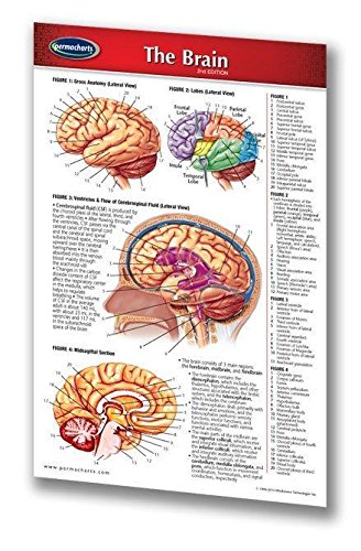 Permacharts Human Brain Anatomy Medical Nursing Pocket Chart 6" x 4" Laminated