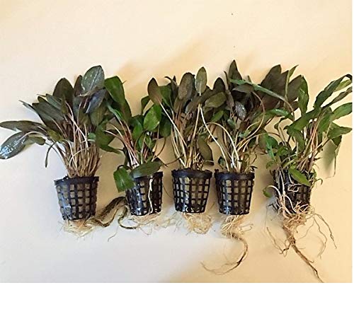 10 macetas de cryptocoryne de agua para plantas de acuario, plantas acuáticas