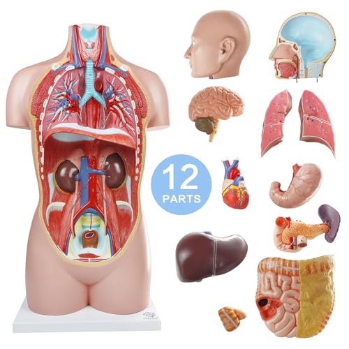 Image of EVOTECH SCIENTIFIC Deluxe Human Body Anatomical Model, 34.5 inch 12 Pcs Removable Human Torso Anatomy Model with Heart Head Skull Brain Liver Lungs for Medical Student, Lab & Classroom Use