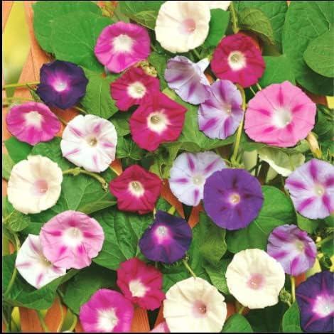 Miniatura 3 de 200 semillas de gloria de la mañana para plantar semillas de flores sin OMG para decoración del jardín del hogar, fácil de cultivar