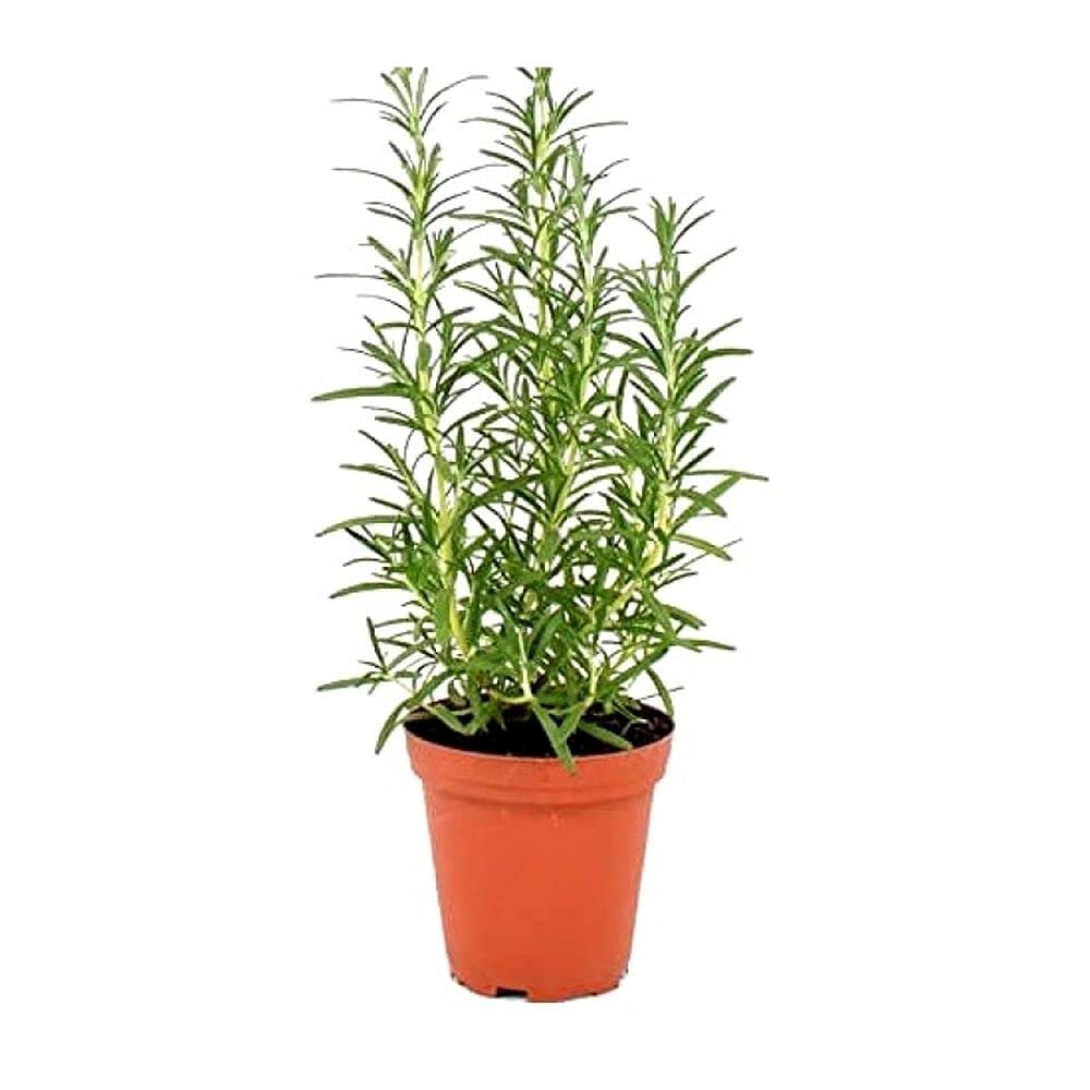 Live Green Herb Seeds |Rosemary Herb Seeds For Home Garden (30 Seeds Pack) (B099K2DBY5) Amazon Price History, Amazon Price Tracker