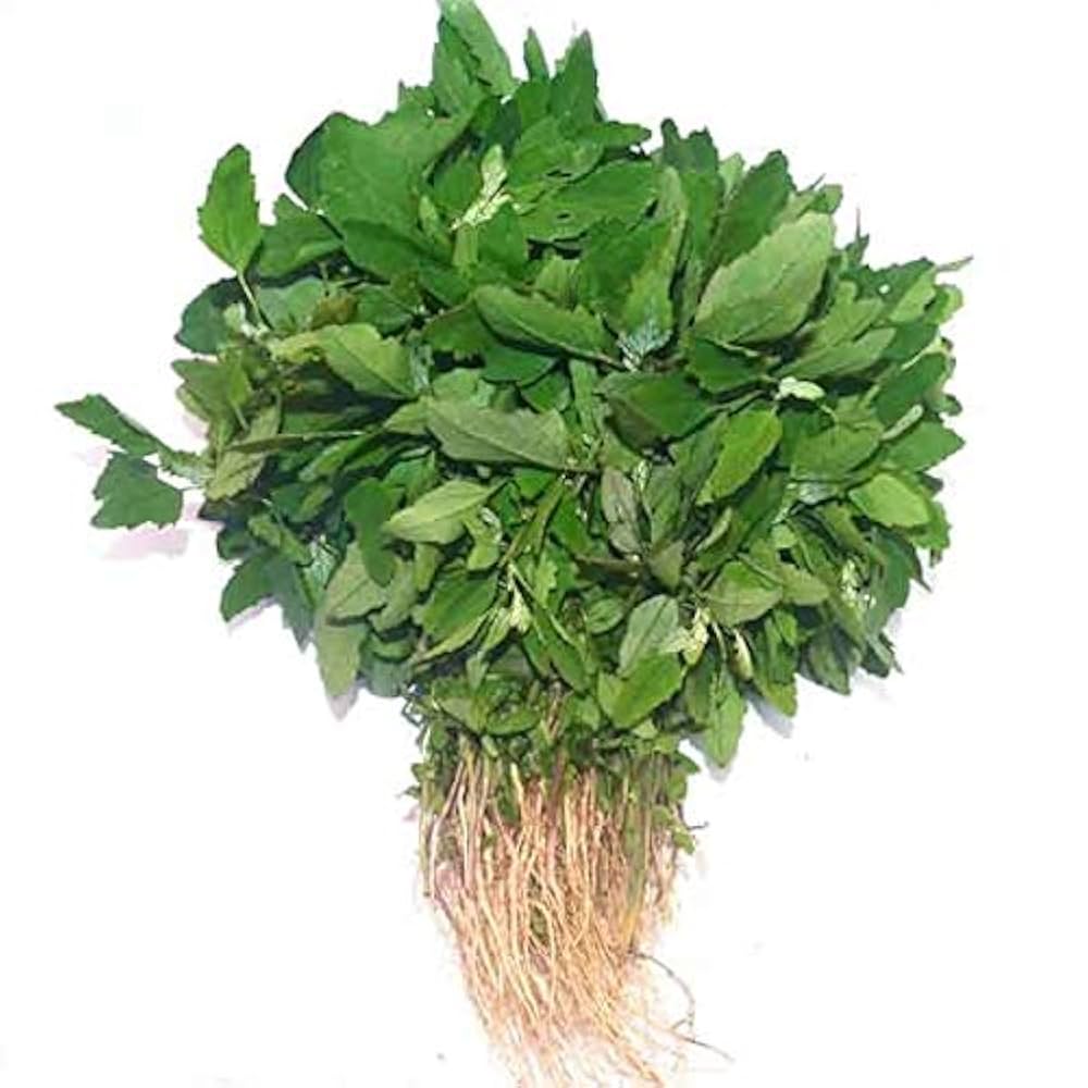 New Fresh 7pcs Bathua Plant Seeds Generic