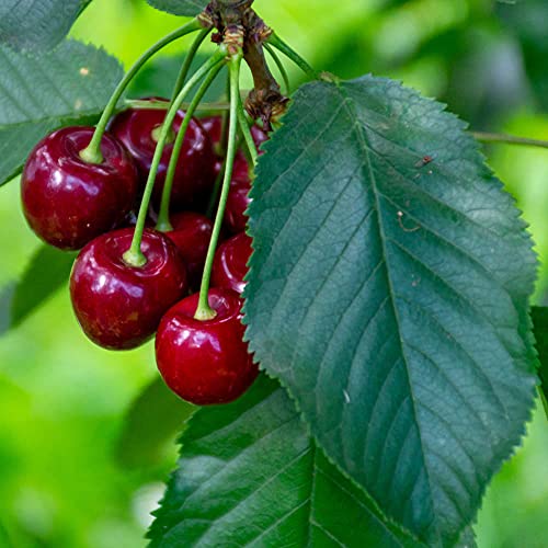 Sweet Cherry Regina Patio Fruit Tree in a 5L Pot 90-110cm Tall