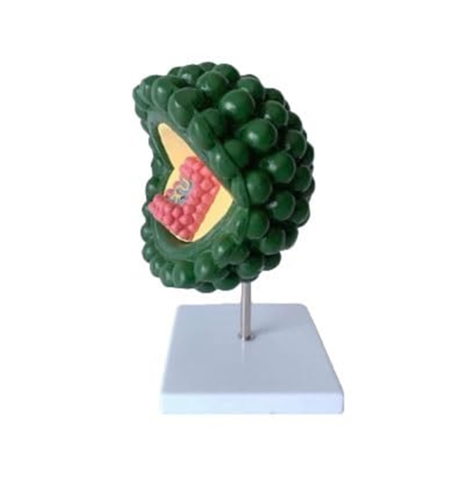 Regalo medico, modello virus ingrandito modello anatomico corpo dell'HIV | Modello di ultrastruttura cellulare anatomia dell'adenovirus virus citopatico umano, for strumento didattico microbiologia