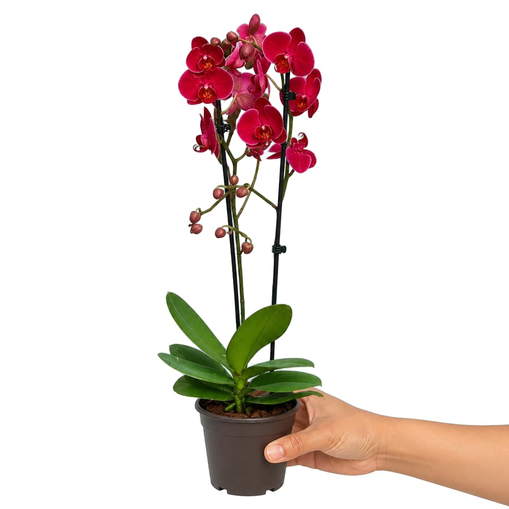 DECOALIVE Orquídea Mariposa Phalaenopsis 2 Troncos Planta Decorativa de 2 Troncos Maceta 12 cm Diámetro Altura 55-65 cm