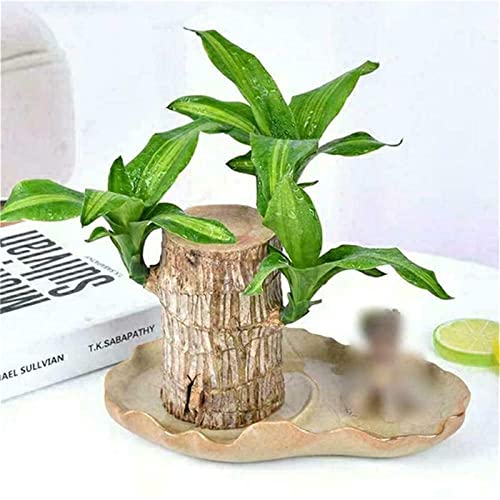 Goniome Mini Brazil Lucky Wood,Hydroponic Tree Stump Desktop Plants,Indooroffice Desktop Plant To Purify Indoor Air (Wood+Monk) #TOP6