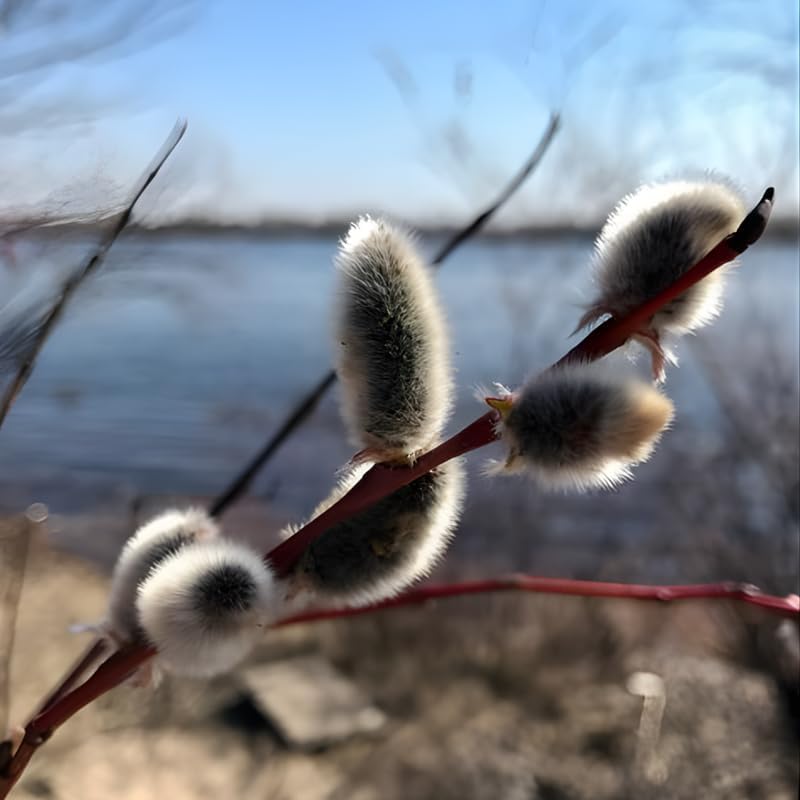 2 Pussy Willow Plant Live | French Pussy Willows for Garden Growing | 1–2 Ft Tall Young Trees | Suitable for Yard Planting and Decorative Use