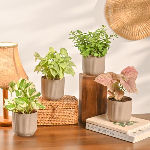 Ugaoo Indoor Plants Pack of 4
