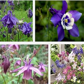 Red : 100 Seeds/Pack Dialogue Seeds Aquilegia Seeds Flower Bonsai Plants
