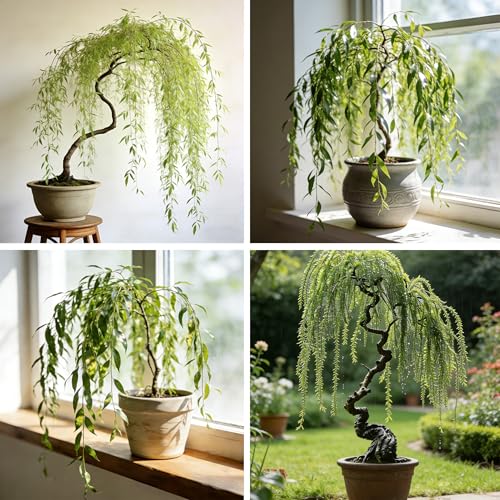 Weeping Willow Bonsai Tree Seed for Palnting 20 Salix Babylonica Seeds Perennial Plants Non-GMO Heirloom Weeping Willow Seeds for Indoor Home Bonsai Outdoor