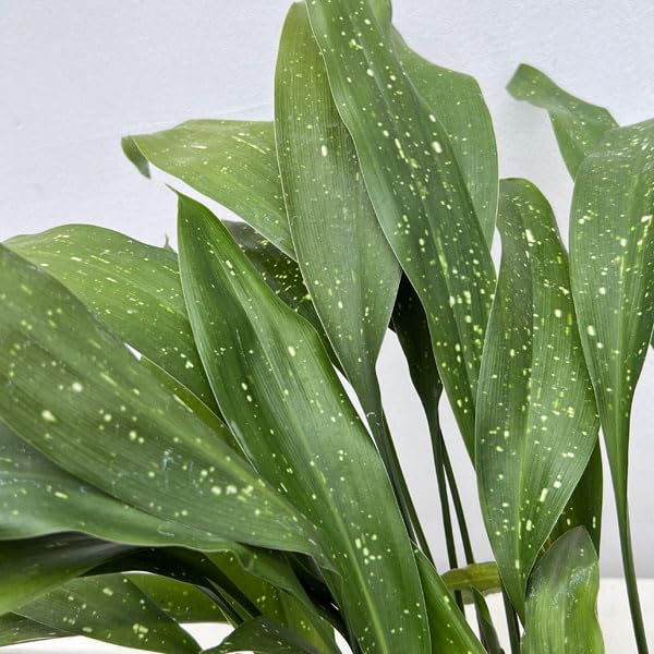 Amazon.co.jp: ハラン（葉蘭）：天の川3.5号ポット [縞斑に星を